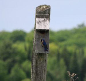 Resident bluebird at bird house