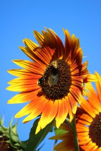 Bees on the sunflower